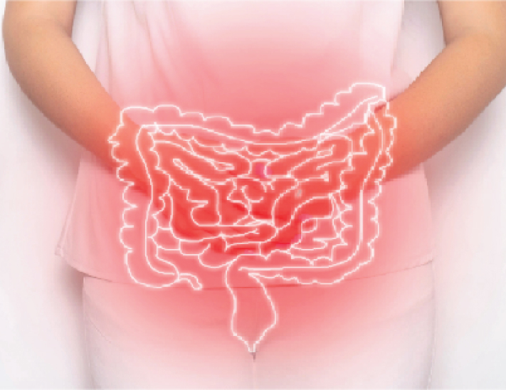 Digestive System Highlighted In Red